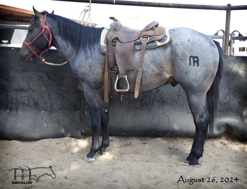 Graves Blue Spark's 2021 Roan Colt